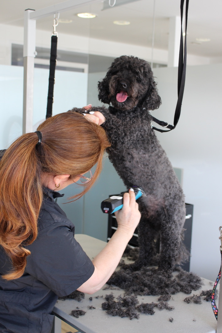 Groomerin schert einen schwarzen Doodle auf dem Groomingtisch