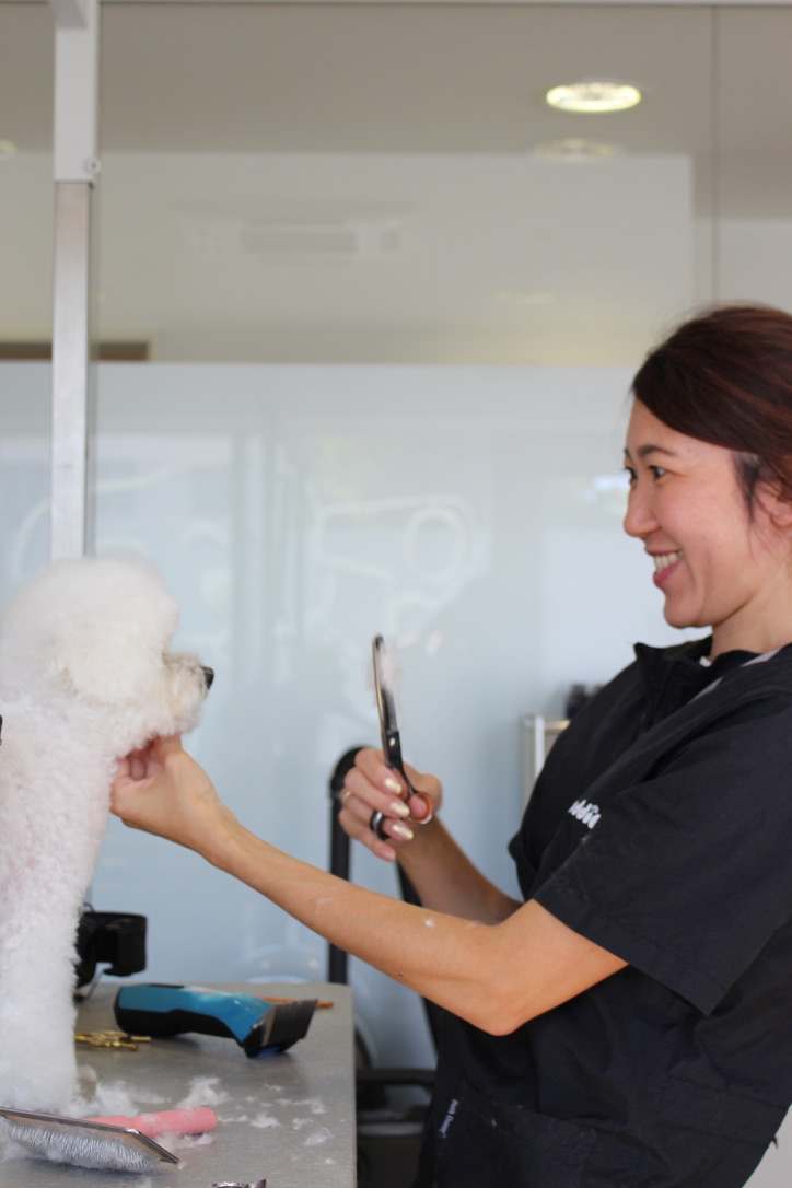 Groomerin mit Schere lacht den frisch geschnittenen Bichon an