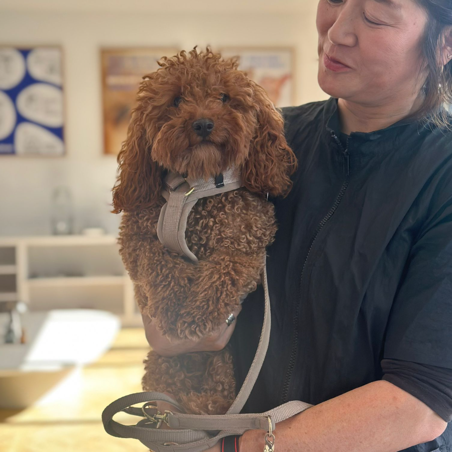 Buddies Groomerin hält einen roten Pudel im Salon